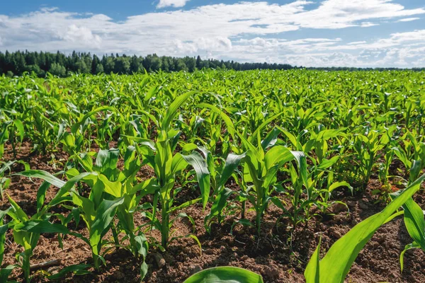 Zemědělské Pole Celé Zaseté Kukuřicí Mladé Kukuřice Sazenice Poli Slunečného — Stock fotografie