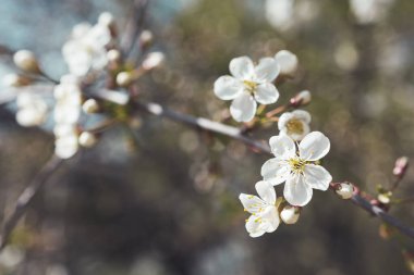 Çiçek açan kiraz ağacı. Kırılgan bahar çiçeklerinin gri tonlu yakın plan fotoğrafı. Bahar mevsimi.