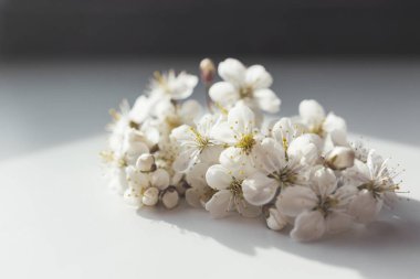 Beyaz arka planda kiraz çiçekleri. Ragile bahar çiçeklerinin güneş ışığındaki yakın fotoğrafını çek..