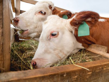 İki buzağı saman yiyor. Sığırlar için özel olarak hazırlanmış saman. Kulağında etiket olan çiftlik inekleri..