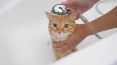 Kadın güzel zencefilli kedi yıkıyor. Yumuşak ıslak ev hayvanları miyavlıyor ve küvetten kaçmaya çalışıyor..