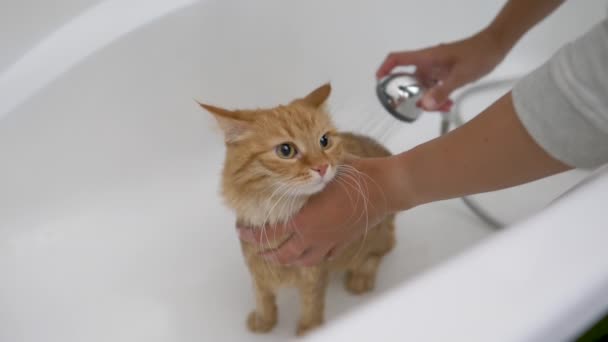 Kvinna tvättar söt ingefära katt. Fluffiga våta sällskapsdjur meows och försöker fly från badkar. — Stockvideo