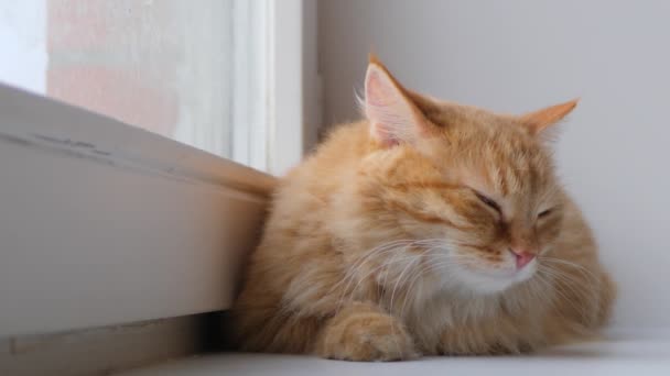 Leuke gember kat liggend op vensterbank. Fluffy huisdier zit thuis in quarantaine zonder buiten te lopen. Langzame beweging. — Stockvideo