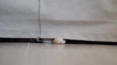 Tatlı kızıl kedi doğal halatla oynuyor. Yumuşak bir hayvan kanepenin altında yatar ve patisiyle ipliği yakalar. Oyuncu hayvan..