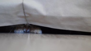 Tatlı kızıl kedi doğal halatla oynuyor. Yumuşak bir hayvan kanepenin altında yatar ve patisiyle ipliği yakalar. Oyuncu hayvan..