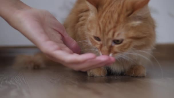 Симпатичный рыжий кот лижет женскую руку. Пушистый питомец сидит на полу в уютном доме . — стоковое видео