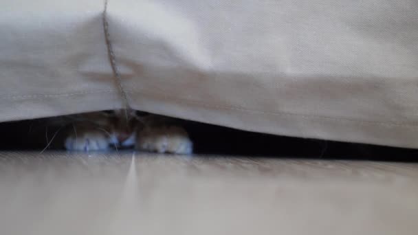 Симпатичная рыжая кошка играет с натуральной веревкой. Пушистый питомец лежит под диваном и ловит нитку с лапой. Игривое животное . — стоковое видео