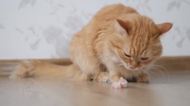Tatlı kızıl kedi çiğ et yiyor. Pofuduk evcil hayvan rahat evinde yerde oturuyor..
