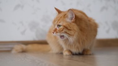 Tatlı kızıl kedi yeri kokluyor ve kendini yalıyor. Evdeki tüylü evcil hayvan.