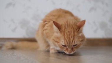 Tatlı kızıl kedi yeri kokluyor ve kendini yalıyor. Evdeki tüylü evcil hayvan.