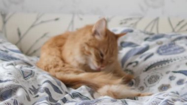 Tatlı kızıl kedi yatakta yalanıyor. Yumuşak evcil hayvan battaniyeye rahatça yerleşti. Konforlu ev.