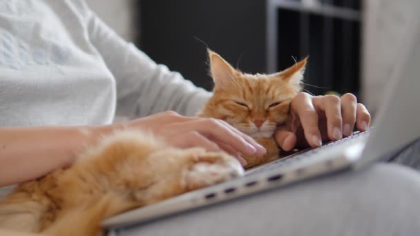 身穿灰色家居服的妇女带着笔记本电脑和可爱的姜猫在她的膝盖上工作。科罗纳维勒斯封锁。因COVID-19而隔离. — 图库视频影像
