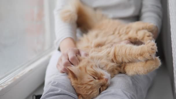 女人在窗台上摸可爱的生姜猫.毛绒绒的宠物欢声笑语.舒适的家. — 图库视频影像