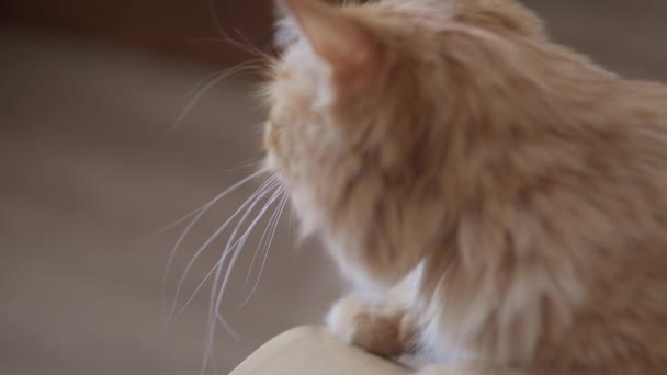 Az ember megsimogatja a cuki vörös macskát. A bolyhos háziállat elmegy. Hangulatos otthon. — Stock videók