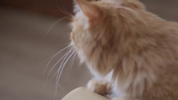 Mannen smeker söt ingefära katt. Fluffiga sällskapsdjur lämnar bort. Mysigt hem. — Stockvideo