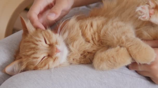Woman is stroking cute ginger cat on her knees. Fluffy pet purring with pleasure. Cozy home. — Stock Video