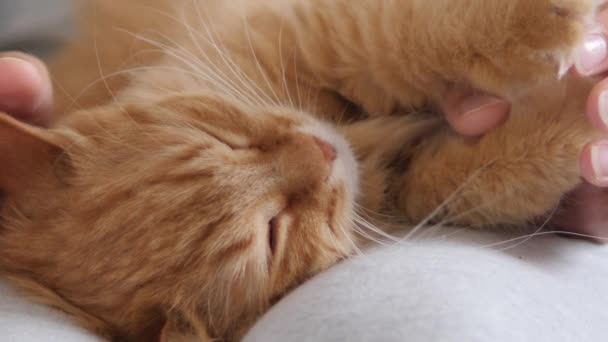 Mujer está acariciando lindo jengibre gato en sus rodillas. Mascotas esponjosas ronroneando de placer. Acogedora casa . — Vídeos de Stock