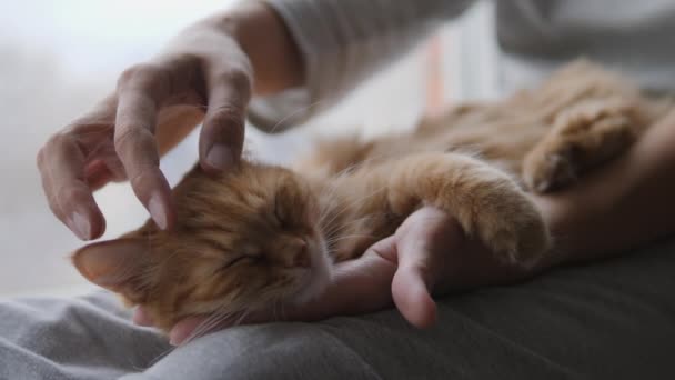 Woman is stroking cute ginger cat on windowsill. Fluffy pet purring with pleasure. Cozy home. — Stock Video
