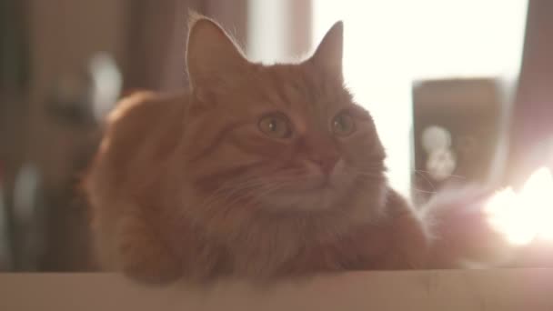 Auf dem Tisch sitzt eine neugierige Ingwerkatze. Flauschiges Haustier schaut aufmerksam. Pelziges Haustier zu Hause. — Stockvideo