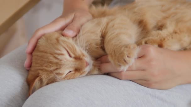Femme caresse mignon chat roux sur ses genoux. Pelucheux animal ronronnant de plaisir. Maison confortable . — Video