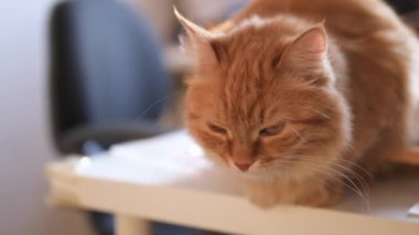 Kızgın kızıl kedi beyaz masada oturur. Yumuşak evcil hayvan rahatsız olmuş gibi görünüyor. Evdeki sevimli evcil hayvan..