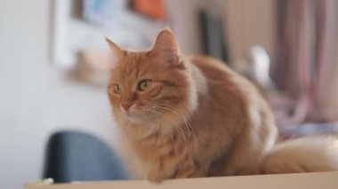 Meraklı kızıl kedi masada oturur. Yumuşak evcil hayvan dikkatli görünüyor. Tüylü evcil hayvan rahat evinde.