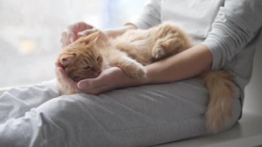 Kadın pencere pervazında kızıl kediyi okşuyor. Tüylü hayvan zevkle mırıldanıyor. Konforlu ev.