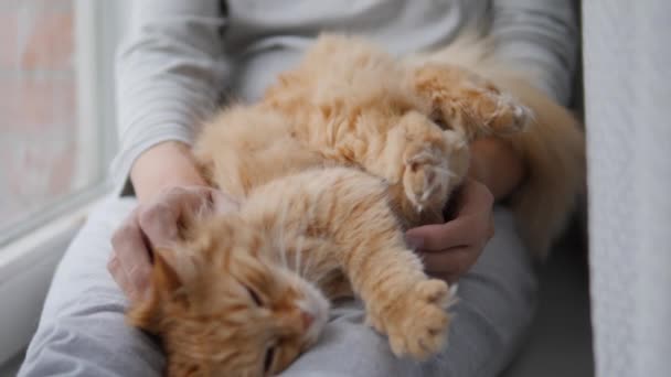 Mujer está acariciando lindo jengibre gato en alféizar de la ventana. Mascotas esponjosas ronroneando de placer. Acogedora casa . — Vídeos de Stock