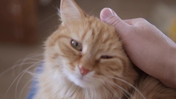 Hombre golpes lindo jengibre gato. Fluffy mascota ronronea de placer. Acogedora casa . — Vídeos de Stock