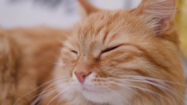 Muž hladí roztomilou zázvorovou kočku na bílém gauči. Chlupatý mazlíček předoucí radostí. Útulný domov. — Stock video