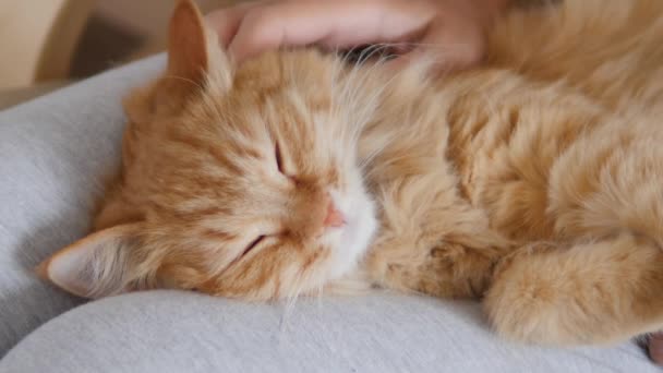 Mujer está acariciando lindo jengibre gato en sus rodillas. Mascotas esponjosas ronroneando de placer. Acogedora casa . — Vídeos de Stock