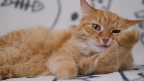 Aranyos vörös macska nyalogatja a fehér kanapét. Fluffy tisztítja a bundáját. Hangulatos otthon.
