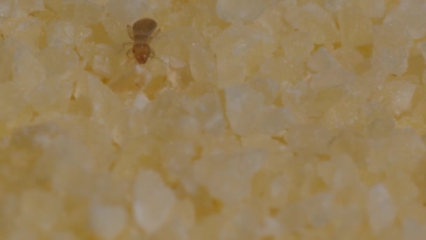 Tiny beetles in semolina. Macro footage with insects in food. — Stock Video