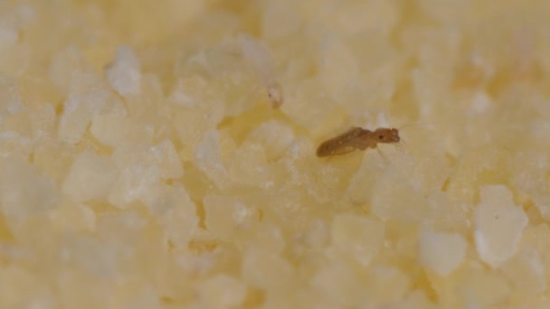 Malí brouci v semolině. Makro záběry s hmyzem v potravinách. — Stock video