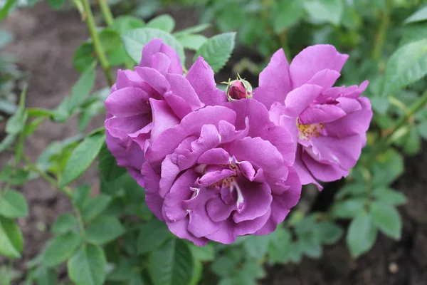 Rose - Rhapsody in Blue