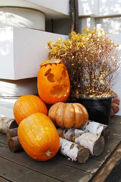 Bodegón de Halloween con calabazas, leña y planta —  Fotos de Stock