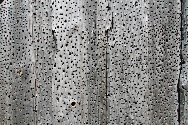 Old wooden background or texture with holes — Stock Photo, Image
