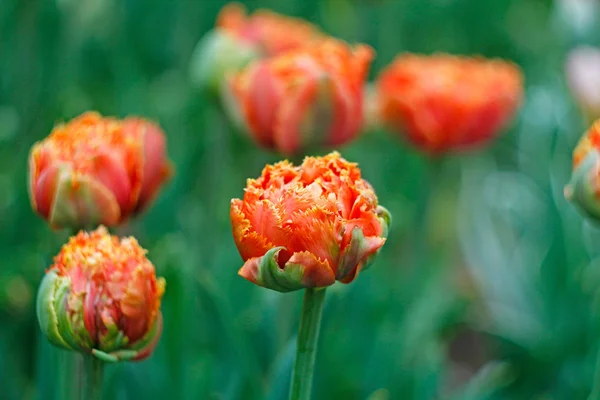 Fleurs de tulipes doubles pétales orange. Tulipes pivoines à franges — Photo