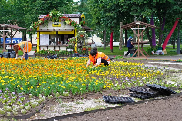 Femmes plantant des soucis dans le lit de fleurs dans la rue à Moscou — Photo