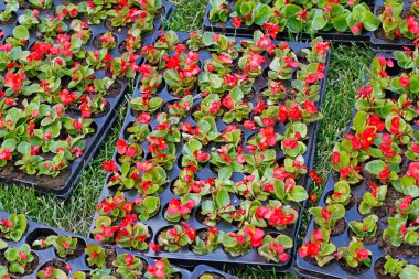 Sokakta çiçek yatakta dikim için plastik tencere parlak kırmızı begonias