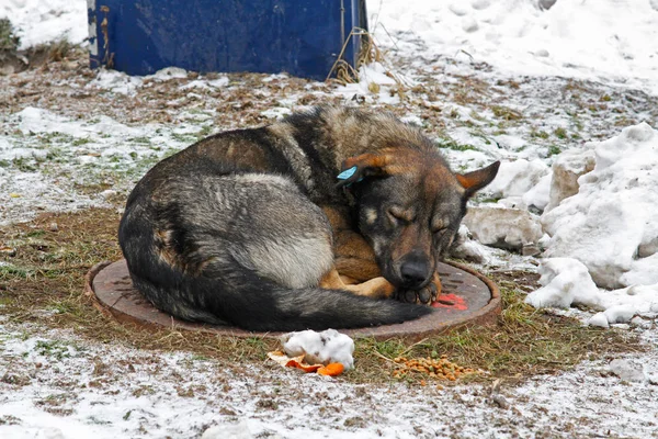 Sleeping stray dog with a clip in the ear — Stock Photo, Image