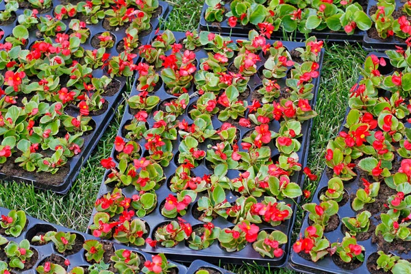 Sokakta çiçek yatakta dikim için plastik tencere parlak kırmızı begonias