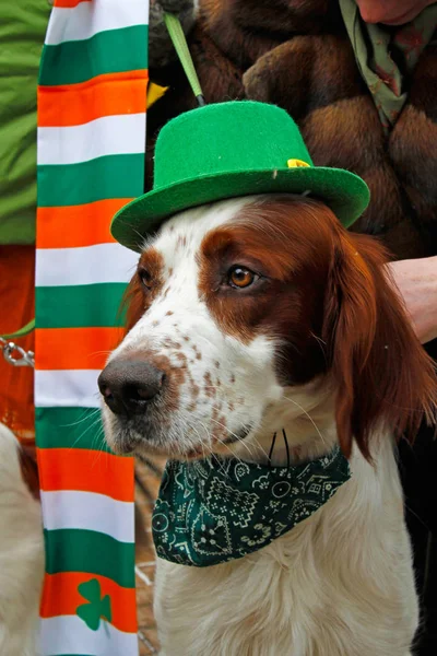 Irish red and white setter at the St. Patrick's Day Parade in the park Sokolniki in Moscow — Stock Photo, Image