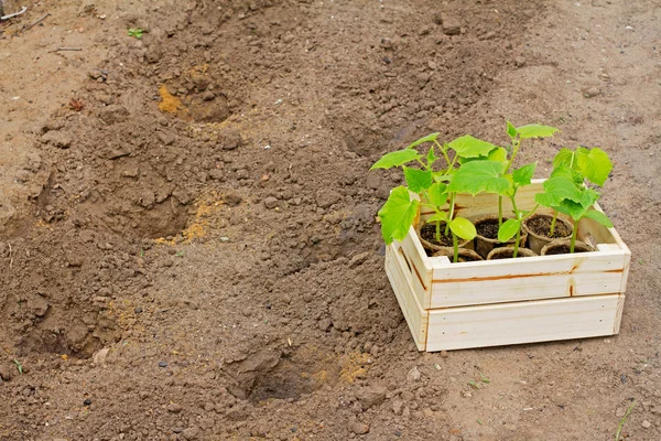 Wooden box with small cucumber's sprouts ready for seeding on the earth. — Stock Photo, Image
