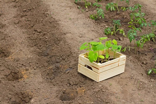 Caixa de madeira com brotos de pepino pequeno pronto para semear na terra — Fotografia de Stock