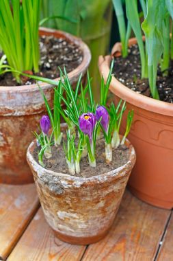 Toprak kap mor bitkisi çiçeği bahar