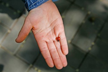 ansies ve Petunya şehrin bir dekorasyon için hazırlanıyor