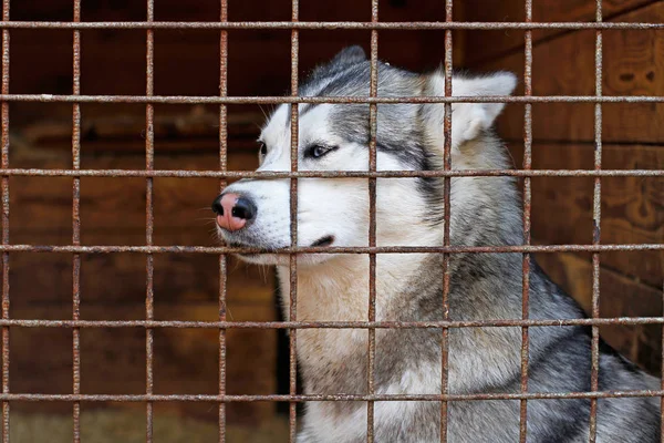 Sad husky dog locked in a cage in breeding kennel — Stock Photo, Image