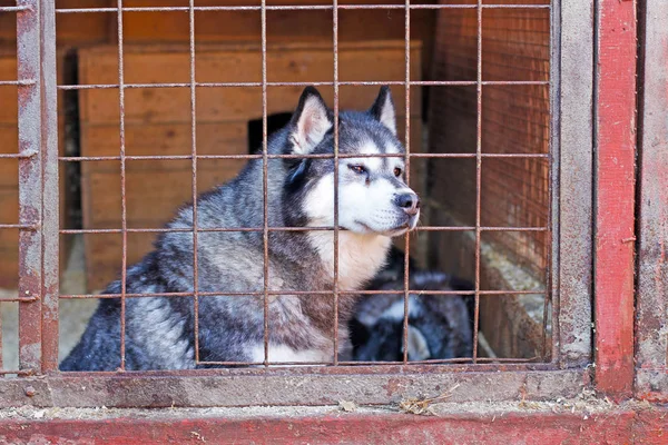 Sad husky dog locked in a cage in breeding kennel — Stock Photo, Image