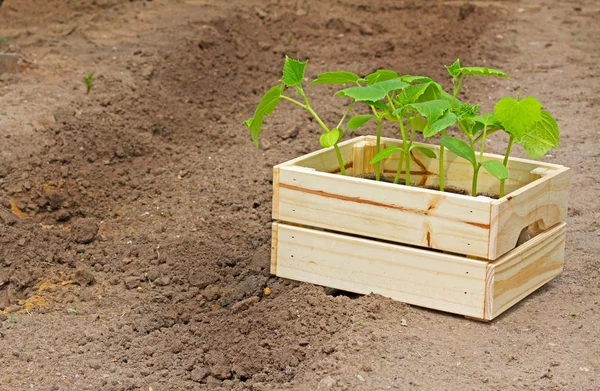 Dřevěný box s malými okurkou klíčky k výsevu na zemi — Stock fotografie